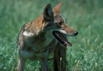 Coyote Photo
